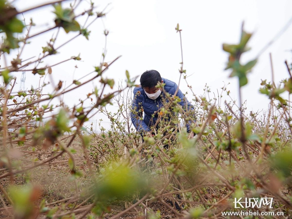2月25日,河北省巨鹿县堤村乡前堤村的农户在农田修剪金银花枝.